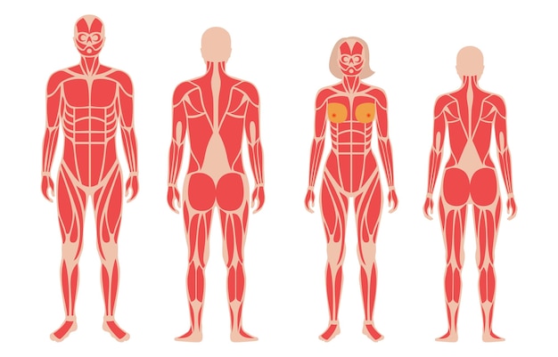 Human muscular system