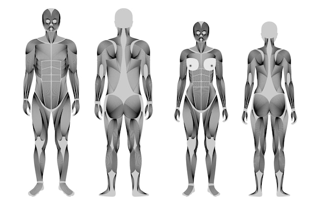 Human muscular system