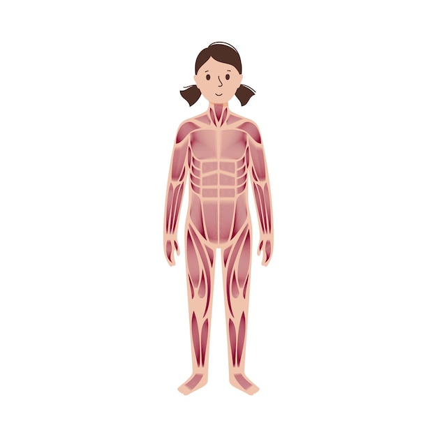 Human muscular system