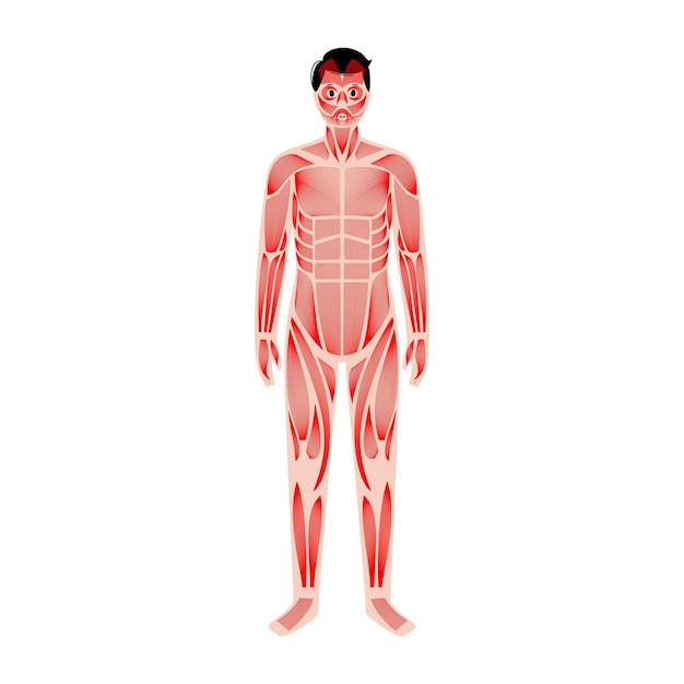 Human muscular system