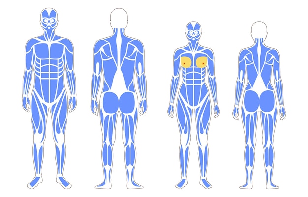 Human muscular system