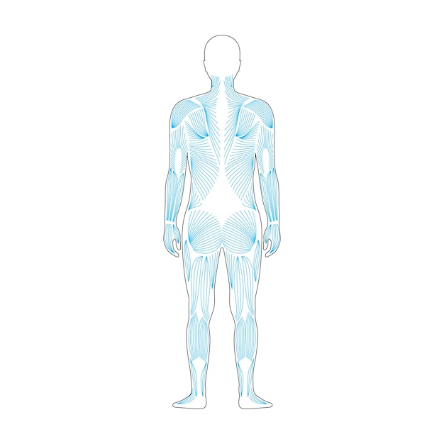 Vector human muscular system