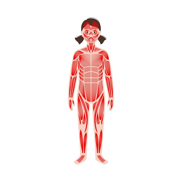 Human muscular system