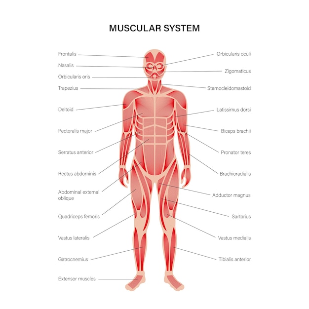 Human muscular system