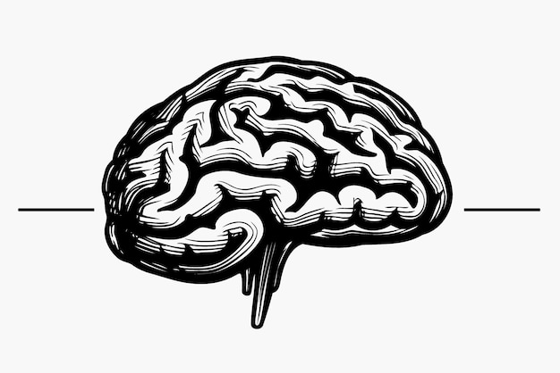 Human nervous system brain organ