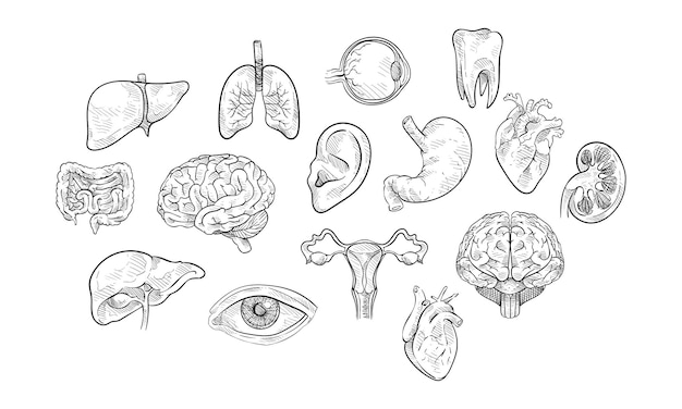 human organ handdrawn collection