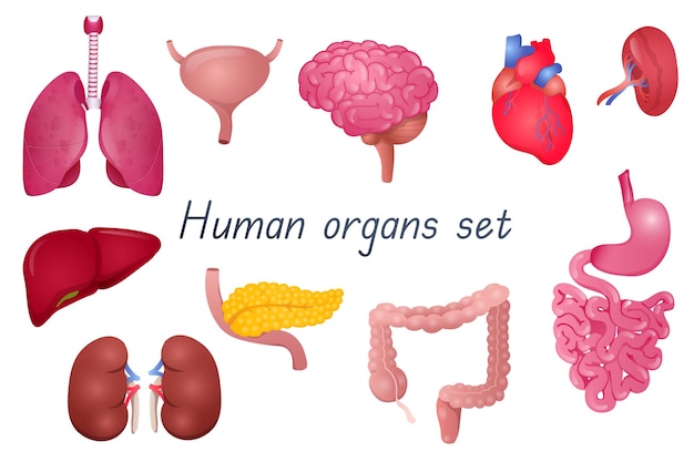 Human organs 3d realistic set Vector illustration anatomical isolated elements