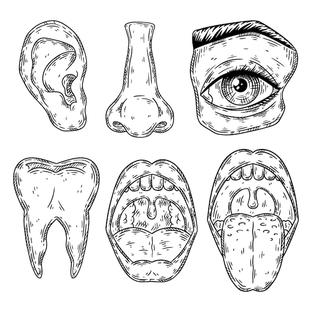 Human organs and body parts hand drawn sketch vector set