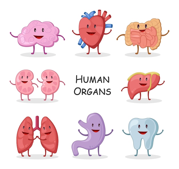 Human organs collection Cartoon character design Brain Heart Intestine Kidney Liver Lung Stomach Tooth Vector