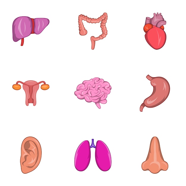 Human organs icons set, cartoon style