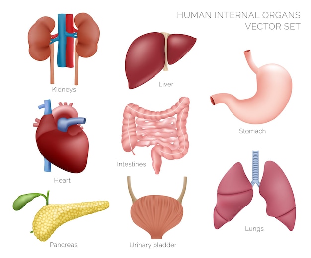 Human organs illustration