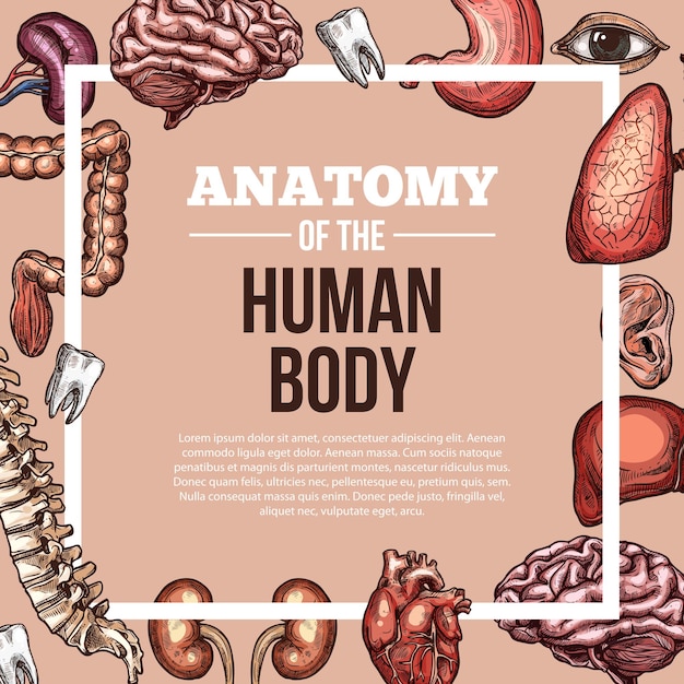 Vector human organs vector sketch body anatomy poster