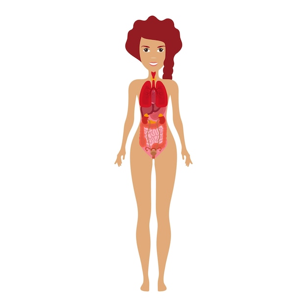 Human organs woman silhouette with organs Heart lungs stomach intestines kidneys liver illustration