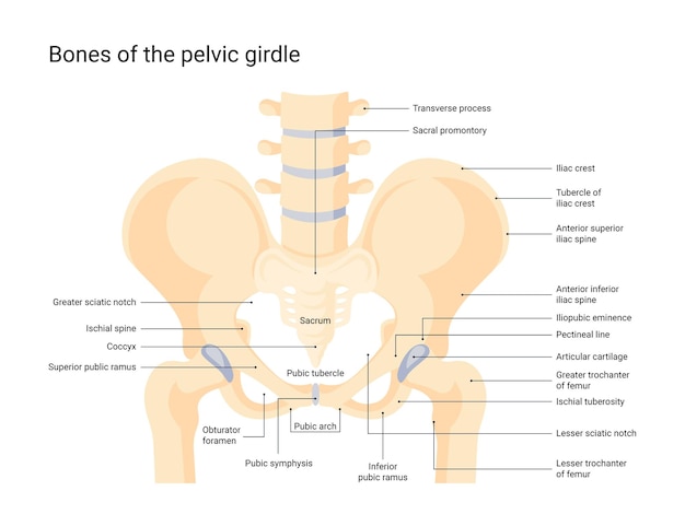 Human pelvic bone system vector infographic