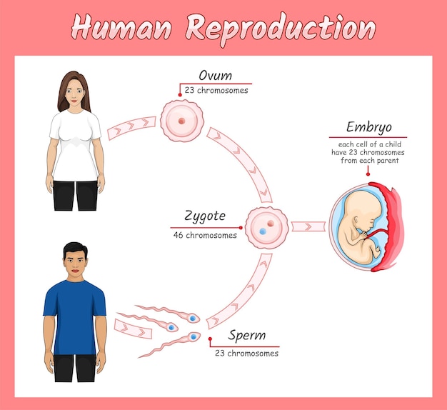 Human reproduction vector illustration