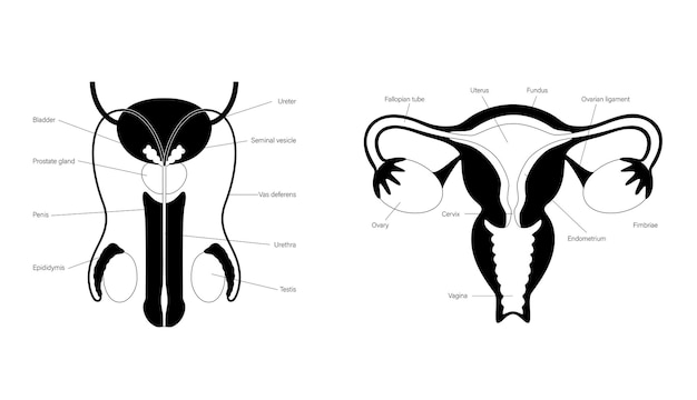 Human reproductive system