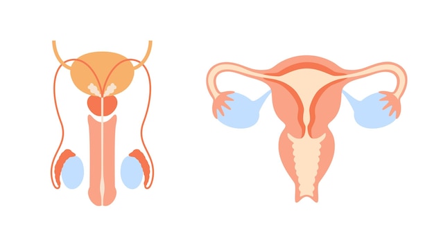 Human reproductive system