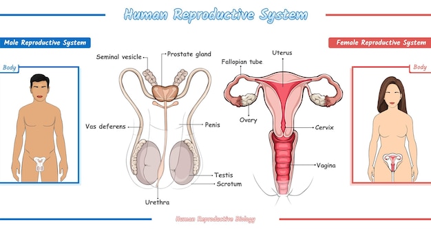 Human Reproductive system