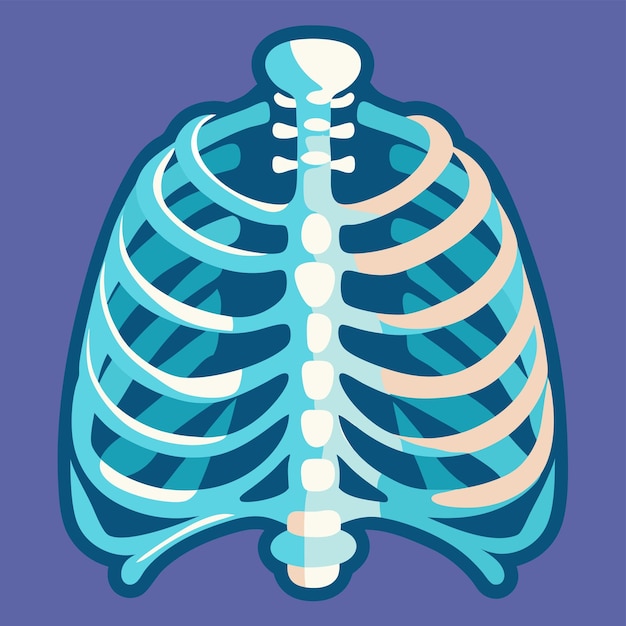 Vector human rib cage x ray clip art and vector design with a white background