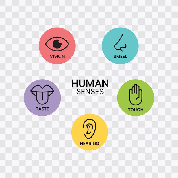 Human sense icons Five human senses icons Vision smell hearing touch taste senses filling Vector