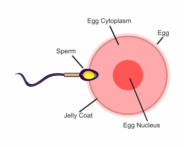 Human sexual reproductive system, female egg anatomy structure.