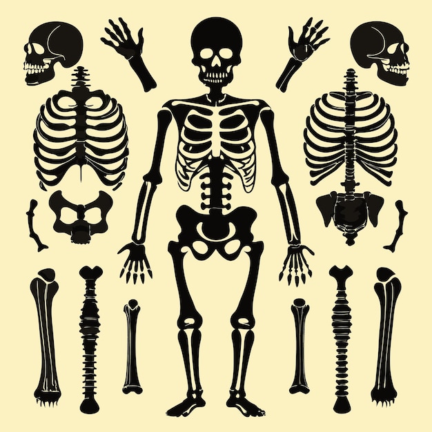 Vector human skeleton anatomy diagram with detailed bones joints and skull