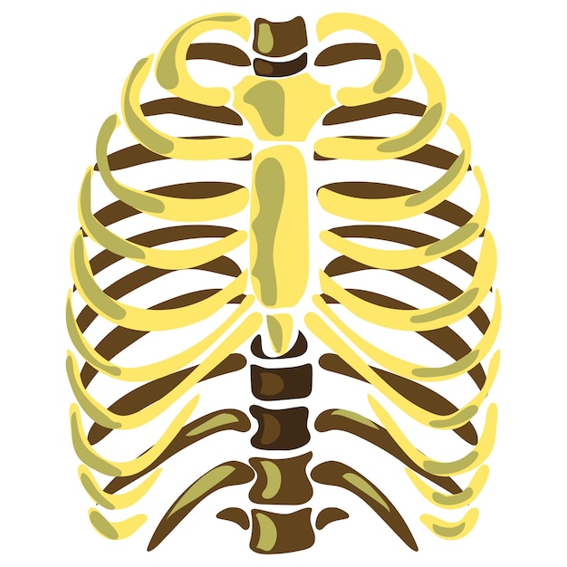 human skeleton of the chest is located straight three shades of brown natural bones for Halloween