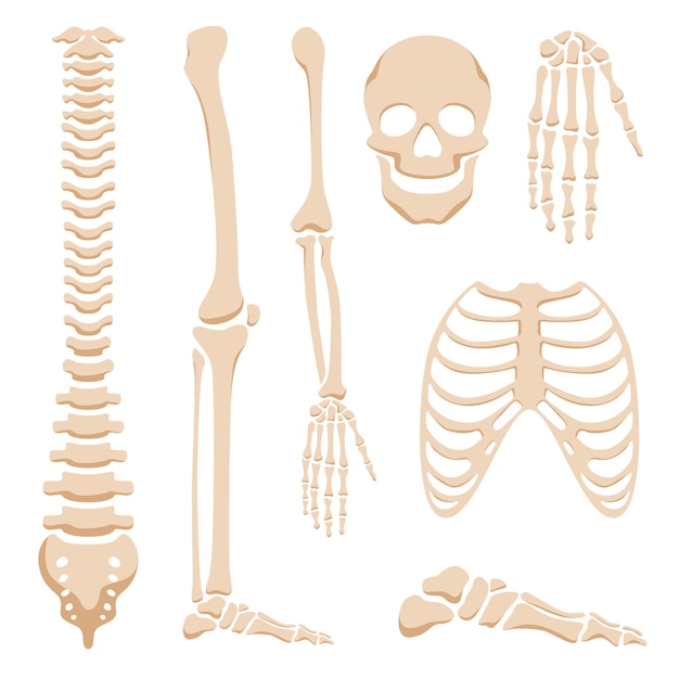 Human skeleton parts medical decorative elements isolated on white background