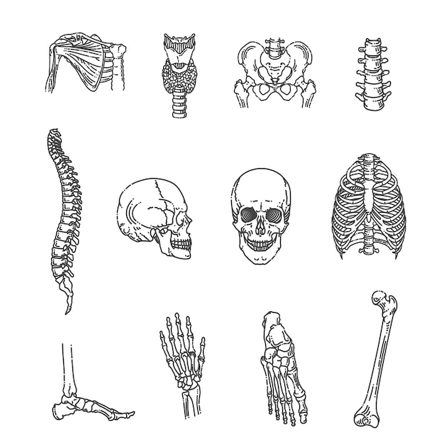 Human skeleton structure Skull spine rib cage pelvis joints