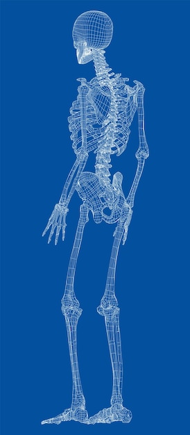 Human skeleton. Vector