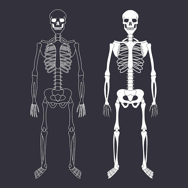 Human skeleton with bones and skull vector illustration isolated on background.