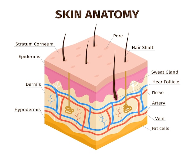 Human skin layers anatomy dermis epidermis and hypodermis tissue Skin structure veins sweat pores and hair follicles vector infographic