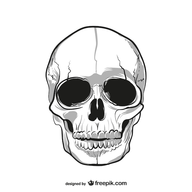 Human skull drawing