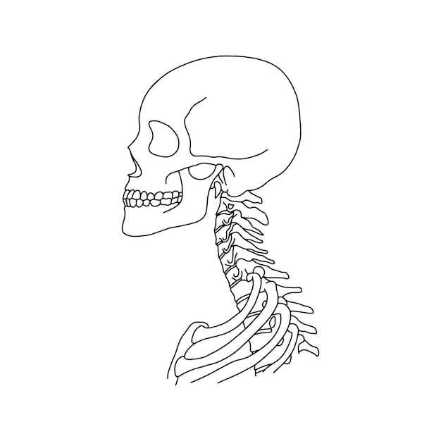 A human skull and spine drawn by lines on white background Vector Stock illustration