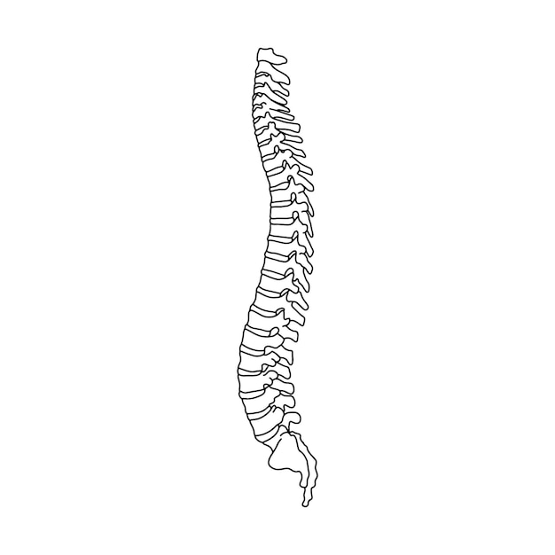 The human spine drawn by lines on white background Vector Stock illustration