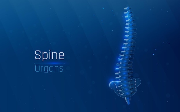 human spine at plexus wireframe style