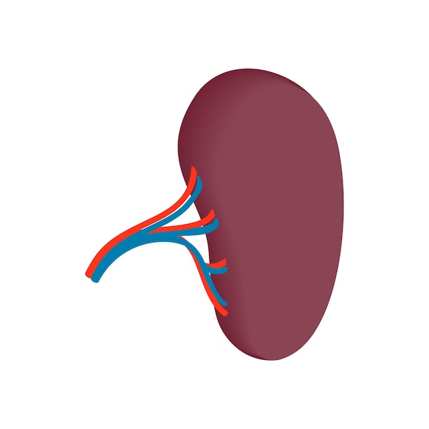 Human spleen isometric 3d icon Human organ symbol on a white background