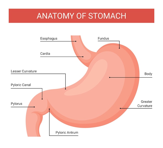 Human stomach anatomy infographics