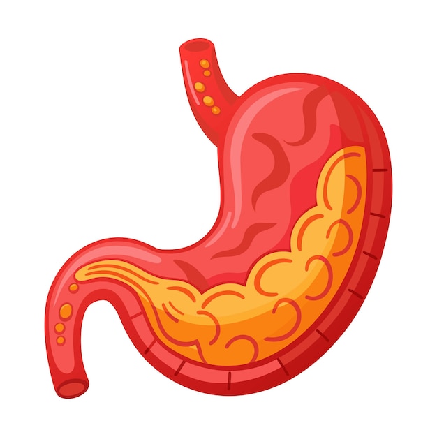 Vector human stomach illustration on white background