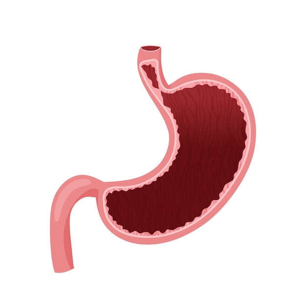 Human stomach inside vector illustration