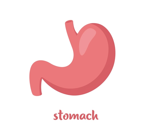 Human stomach Internal organ anatomy Vector flat icon illustration isolated on white background