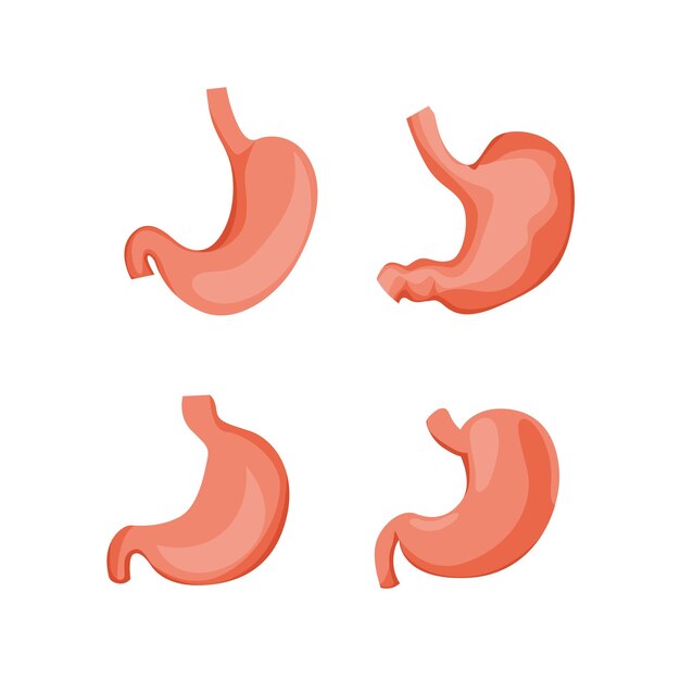 human stomach set design