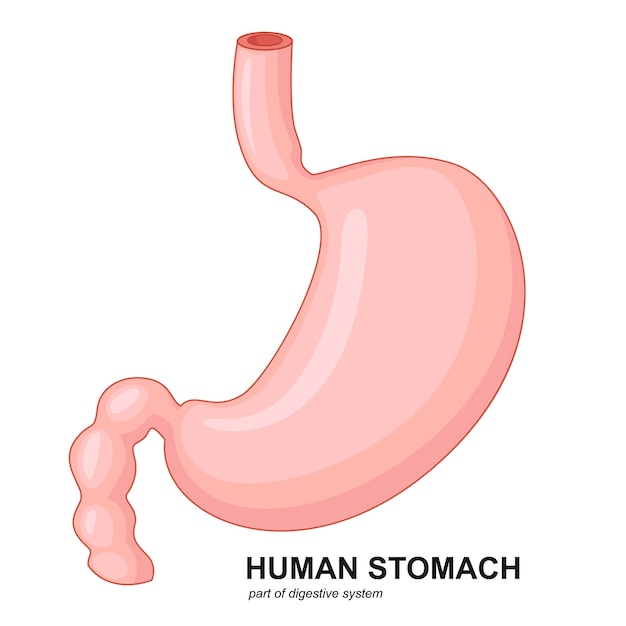 Human stomach