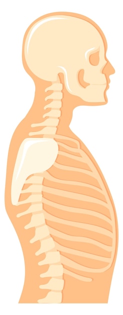 Human upper body side view Anatomical illustration