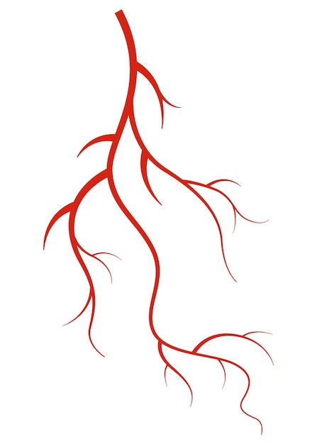 Human veins Red silhouette vessel arteries or capillaries on white background Concept anatomy element for medical science Vector isolated symbol of blood system