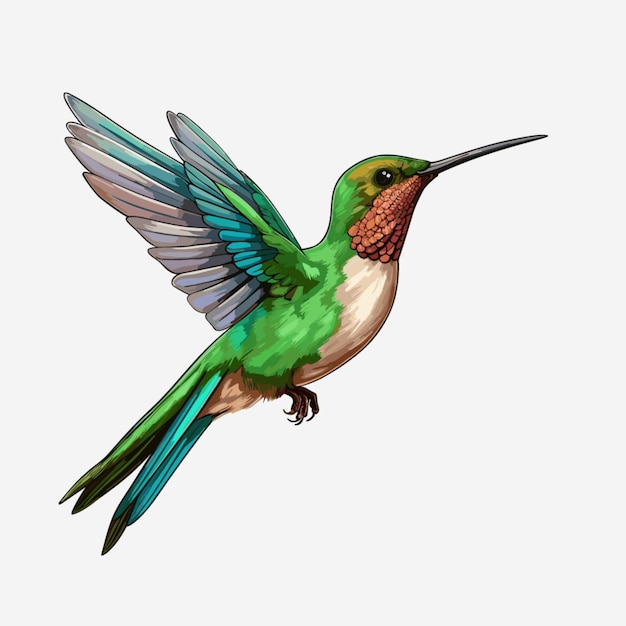 humming bird vector