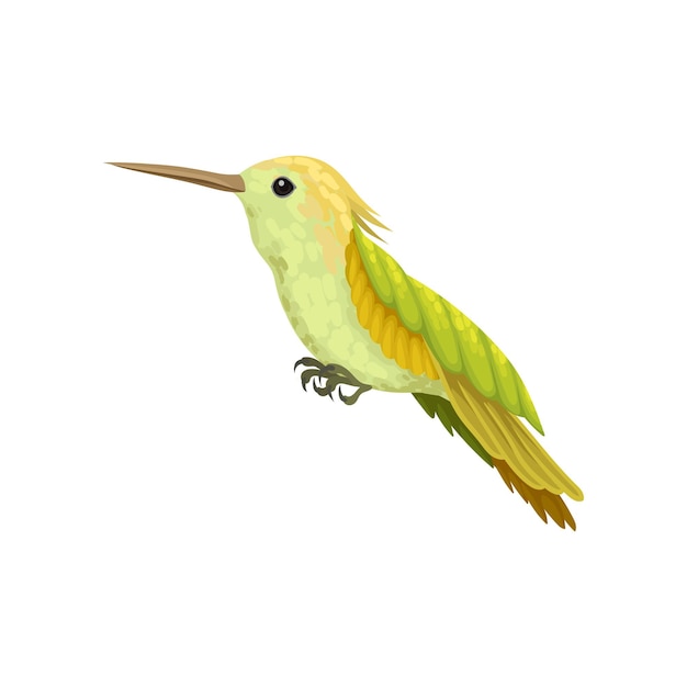 Hummingbird colibri with bright plumage vector Illustration isolated on a white background