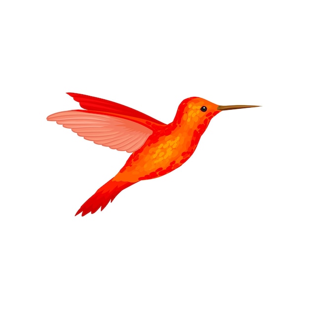 Hummingbird tiny colibri with bright orange plumage vector Illustration isolated on a white background