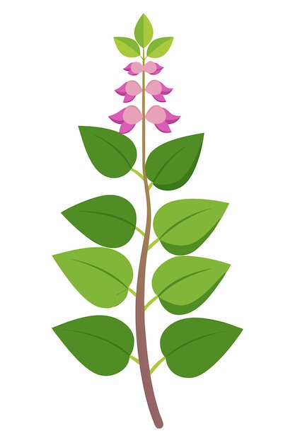 Hyacinth Bean plant minimal design vector illustration