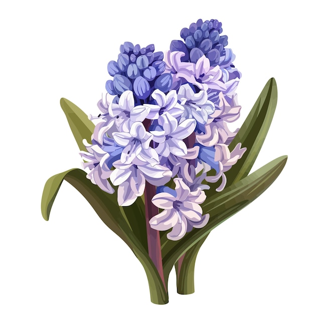 Hyacinth flowers